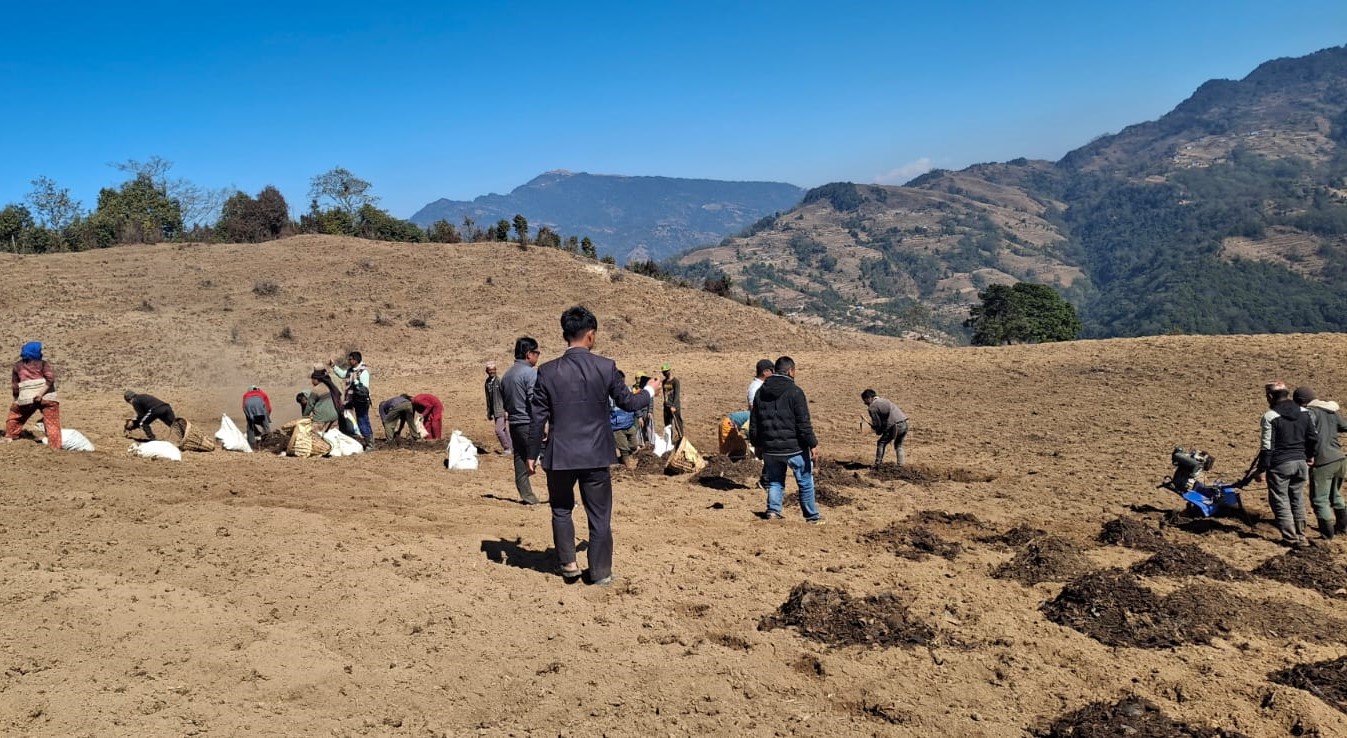 बाँझो जग्गा बिराएर सामूहिक आलुखेती